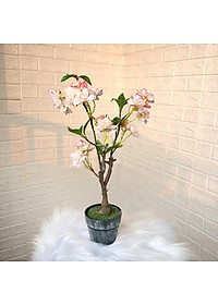 product-img-4