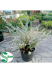 Cây Tuyết Sơn Phi Hồng - Cây cảnh vườn + Tặng phân bón cho cây