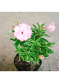 Cây Hoa Sứ Kỳ Duyên - cây cảnh để bàn + tặng phân bón cho cây