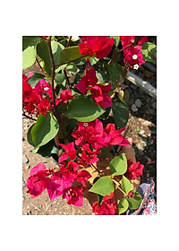 Cây bông giấy đỏ - cây cảnh vườn + Tặng phân bón cho cây