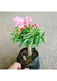 Cây Hoa Sứ Kỳ Duyên - cây cảnh để bàn + tặng phân bón cho cây