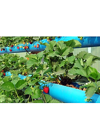 Viên đất sét nung (sỏi nhẹ leca / keramite) popper trồng xương rồng,sen đá, thủy canh, lọc nước THAILAND - 1 lít