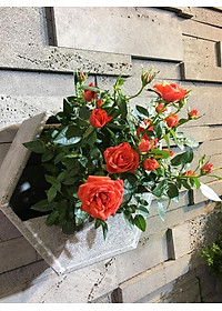 product-img-4