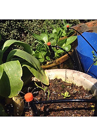 Bộ KIT Tưới Cây Nhỏ Giọt 8 Tia 30 Béc Vòi 25M Cao Cấp AZONE