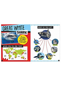 Sharks And Other Creatures Of The Deep