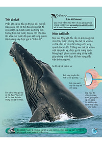 Sách Bách Khoa Tri Thức Về Khám Phá Thế Giới Cho Trẻ Em - Cá Voi Và Cá Heo (Tái Bản 2018)