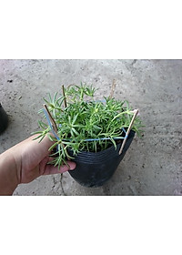 Cây hoa mười giờ mỹ - cây cảnh vườn + tặng phân bón cho cây