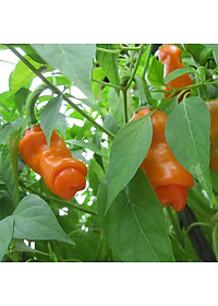 Hạt giống ớt Cu Tí - Ớt Peter VTS144