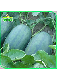 Hạt giống Dưa Hấu Rado 331 (10 hạt) trái to, dài, ruột đỏ, ngọt, kháng sâu bệnh, trồng quanh năm - Hạt giống Rạng Đông