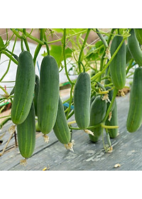 Hạt giống Dưa leo quả to suôn dài VTS156