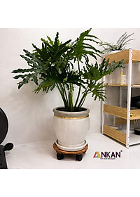 Đế Lót Chậu Cây ANKAN Có Bánh Xe - Gỗ Tràm Mặt Tròn 30cm, Tải Trọng 60kg - Màu Vàng