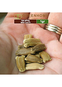 Hạt Giống Bầu Lai Greenhome, Gói 1gr~10 hạt, Dễ Trồng Quanh Năm, Nảy Mầm Cao, Thu Hoạch Nhanh, Năng Suất Cao T09
