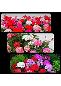 product-img-12