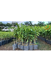 cây giống Trầm Hương (dó bầu) f1 thuần chủng