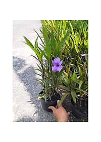 Hoa Chiều Tím - cây cảnh vườn + tặng phân bón cho cây