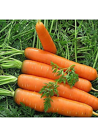 Hạt Giống Cà Rốt New Kuroda Phú Nông