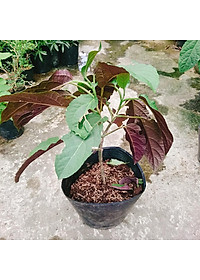 Cây Hoa Thiên Phúc - cây cảnh đẹp