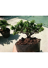 Cây Linh Sam Bonsai - cây cảnh bonsai + tặng phân bón cho cây