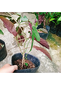 Cây Hoa Thiên Phúc - cây cảnh đẹp