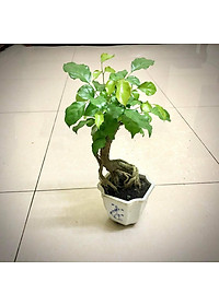 Cây hạnh phúc bonsai cao 25-30cm - cây cảnh để bàn