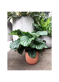 Cây đuôi công táo - cây cảnh để bàn + tặng phân bón cho cây