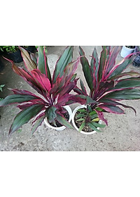 Cây phát tài đỏ - cây cảnh để trong nhà + tặng phân bón cho cây