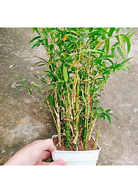 Cây Trúc Quan Âm - Trúc Phật Bà - Cây trúc đùi gà - cây tre đùi ếch