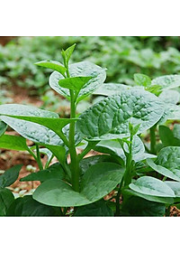 Hạt Giống Rau Mồng Tơi Phú Nông Gói 20 Gram