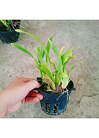 Lan Vũ Nữ - cây cảnh trong nhà + tặng phân bón cho cây mau lớn