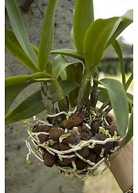 Viên đất sét nung (sỏi nhẹ leca / keramite) popper trồng xương rồng,sen đá, thủy canh, lọc nước THAILAND - 1 lít