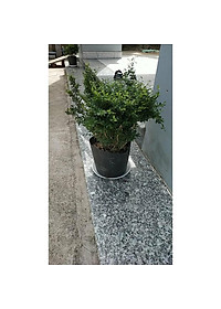 Cây Linh Sam - cây cảnh vườn - cây cảnh bon sai + Tặng phân bón cho cây