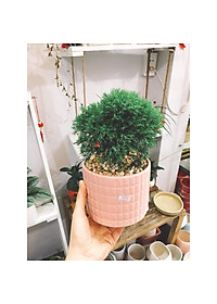 Cây Tùng Bồng Lai - cây cảnh để bàn + tặng phân bón cho cây