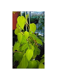 Cây Trầu Bà Tim Vàng - cây cảnh để trong nhà + tặng phân bón cho cây