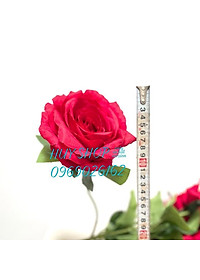 product-img-6