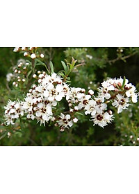 product-img-10