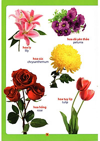Sách Từ Điển Bằng Hình - Hoa, Quả, Rau, Củ