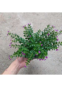  Cây cẩm tú mai nhiều thân nhánh xum xuê phù hợp trồng trang trí  cảnh quan, sân vườn và công viên