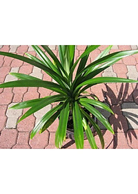 Cây lá dứa ( cây lá nếp ) - cây cảnh vườn + tặng phân bón cho cây