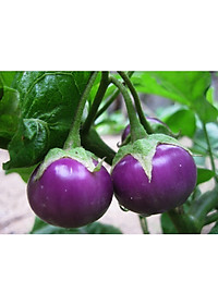 Hạt giống cà phao tím F1 cao sản năng suất cao VTS48