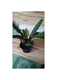 Cây Đuôi Phụng - cây cảnh để bàn