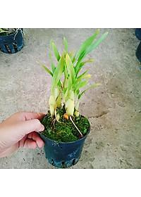 Lan Vũ Nữ - cây cảnh trong nhà + tặng phân bón cho cây mau lớn