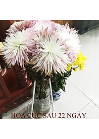 Bộ 5 hộp Chế phẩm xử lý hoa Longlife của Israel - Bảo quản hoa cắm bình tươi lâu và 14 ngày không thối nước