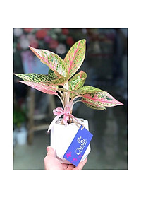 Cây Thịnh Vượng - cây cảnh để bàn + tặng phân bón cho cây