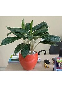 Cây Bạch Mã Hoàng Tử - cây cảnh để trong nhà + Tặng phân bón cho cây mau lớn