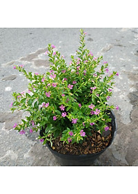 product-img-7