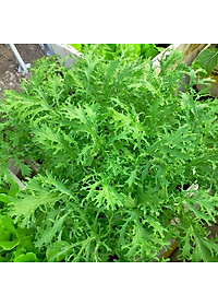 Hạt Giống Cải Bẹ Xanh Đuôi Phụng Phú Nông Gói 10 Gram