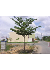 Cây Bàng Đài Loan - cây cảnh vườn + tặng phân bón cho cây