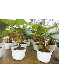 CÂY GIỐNG KIWI LEO GIÀN RUỘT VÀNG DÒNG QUẢ SỚM