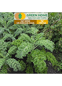Hạt Giống Cải Xoăn Kale Greenhome, Gói 5g, Dễ Trồng Quanh Năm, Nảy Mầm Cao, Thu Hoạch Nhanh, Năng Suất Cao R16