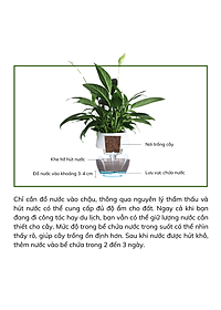 Chậu tự tưới MONROVIA I0 dành cho hoa, cây cảnh, trang trí nhà cửa, văn phòng